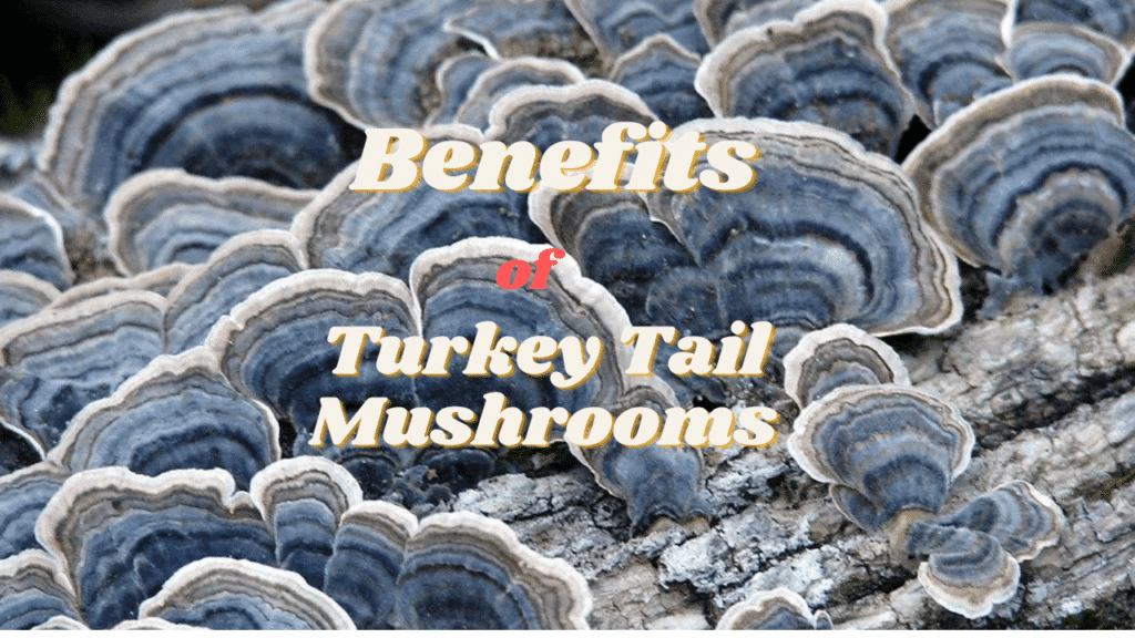 Benefits of Turkey Tail Mushrooms