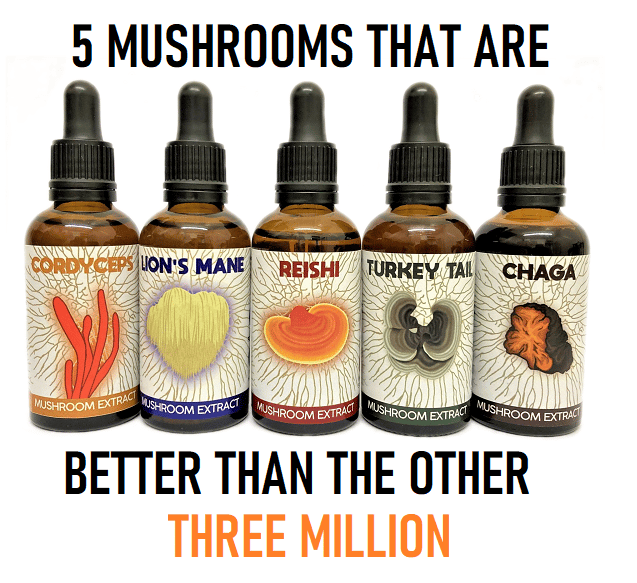 The five best medicinal mushrooms