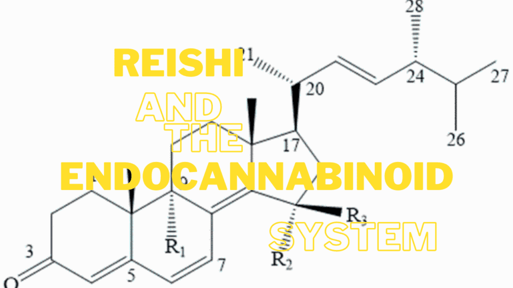 Reishi and the endocannabinoid system