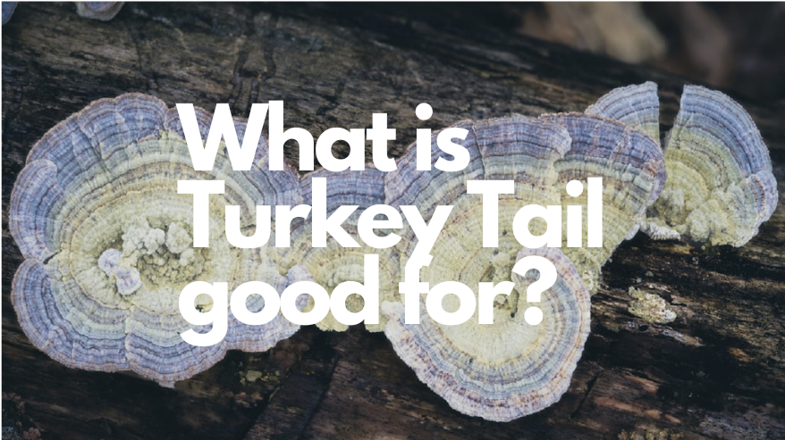 What is Turkey Tail good for?